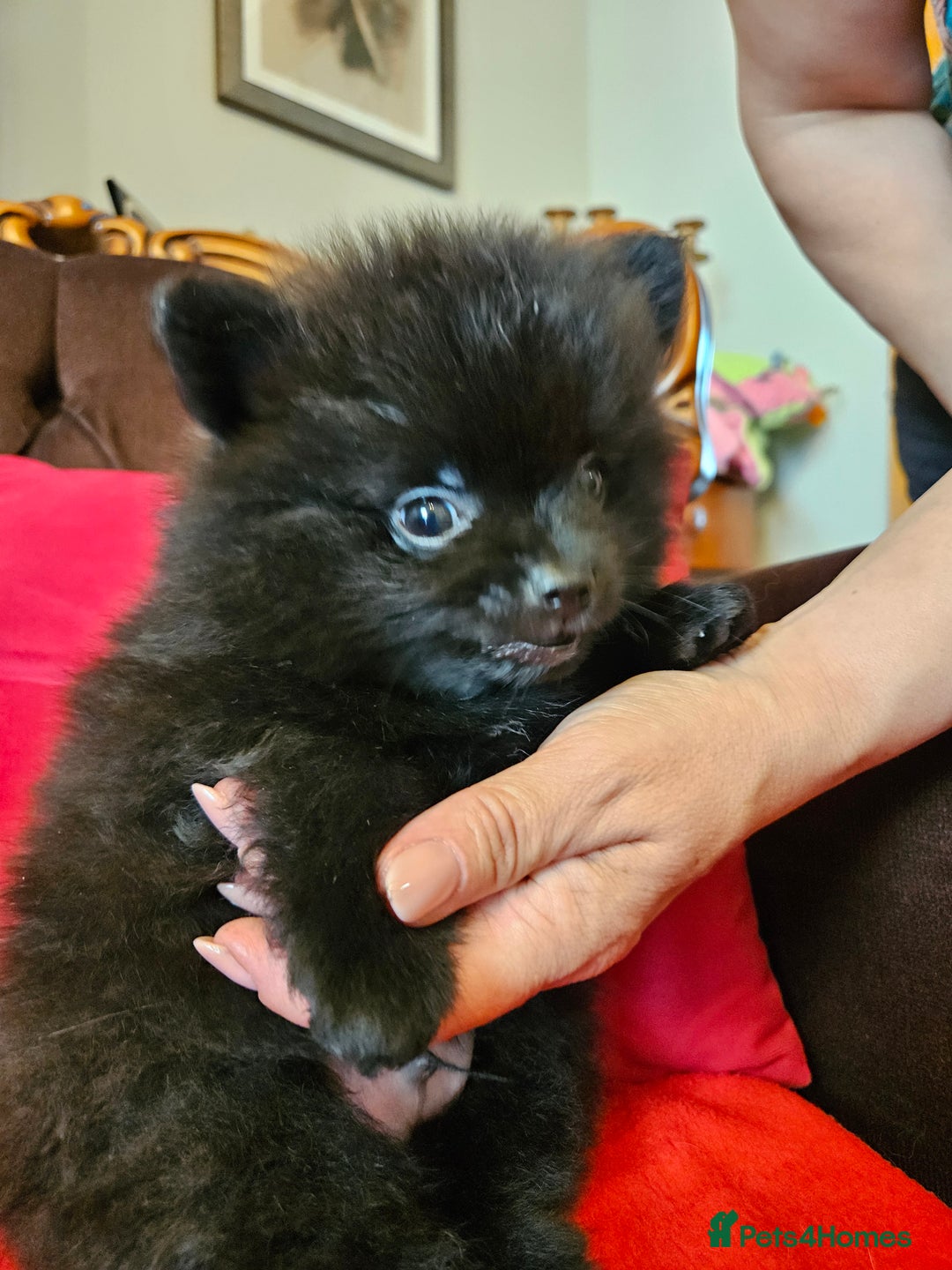 Pomeranian dogs for sale: 3 beautiful black pomeranian boys for sale  - Image 24