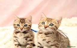 Bengal cats for sale: 🔥Stunning Bengal Kittens Available🔥 - Image 21