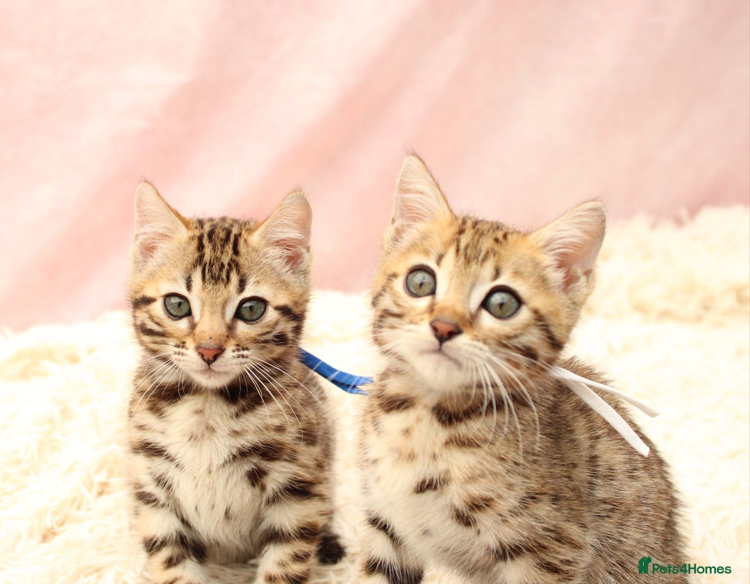 Bengal cats for sale: 🔥Stunning Bengal Kittens Available🔥 - Image 21