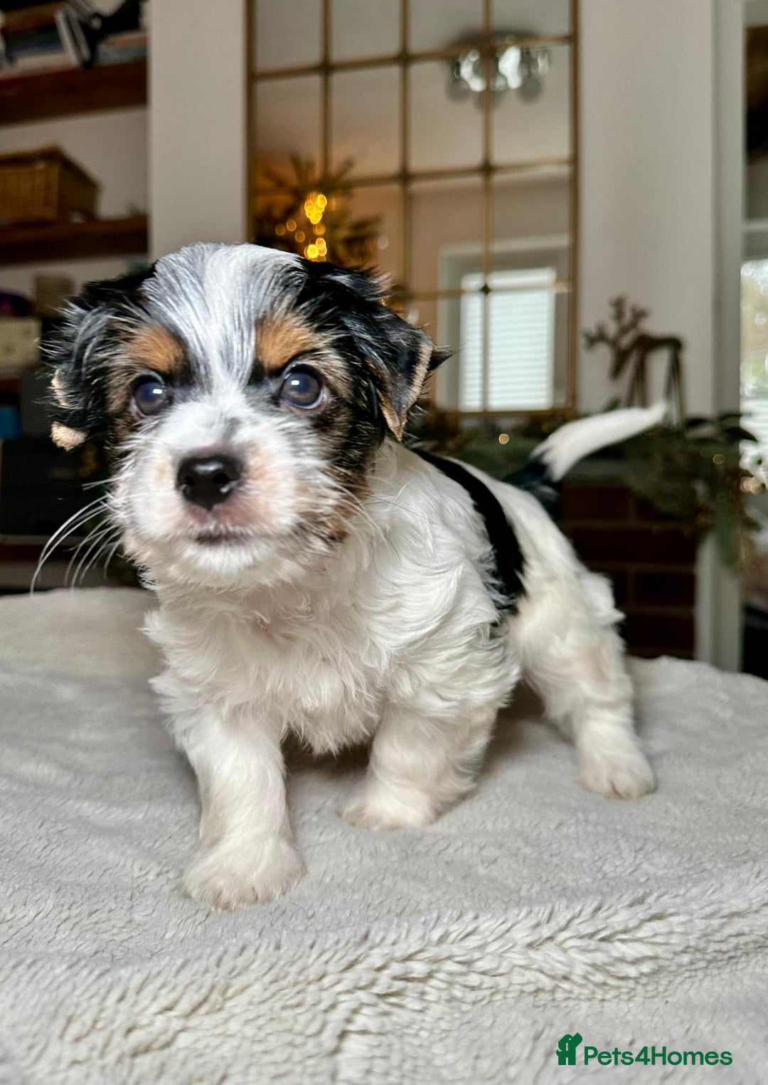 Biewer Terrier dogs for sale: Biewer Yorkie Boys | Pedigree | Licensed - Advert 2