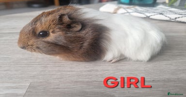 Guinea Pig rodents - Advert 14