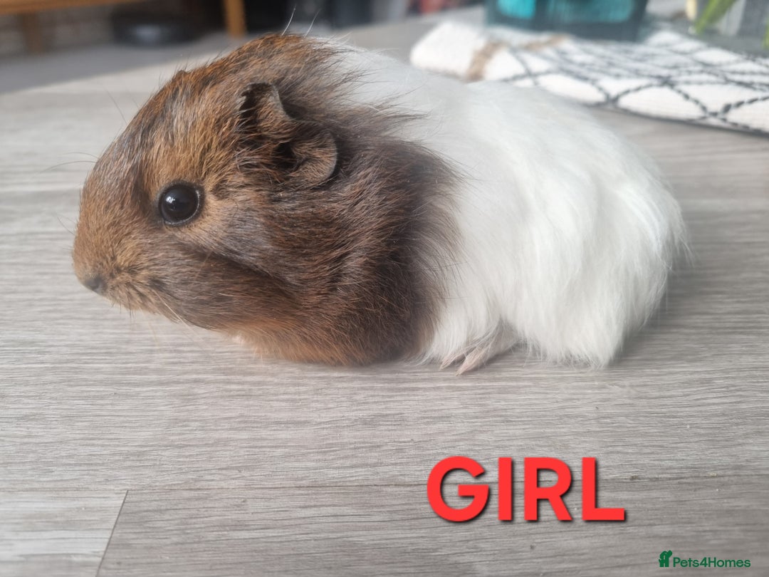 Guinea Pig rodents for sale: Guinea pigs for sale £25 each  - Image 3