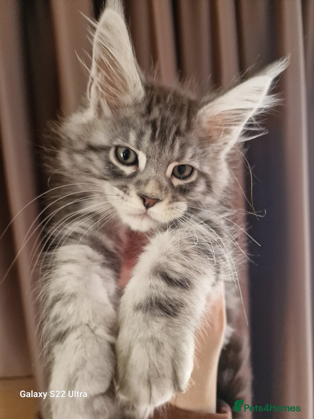 Maine Coon cats for sale: Pure Maine coon - Advert 10