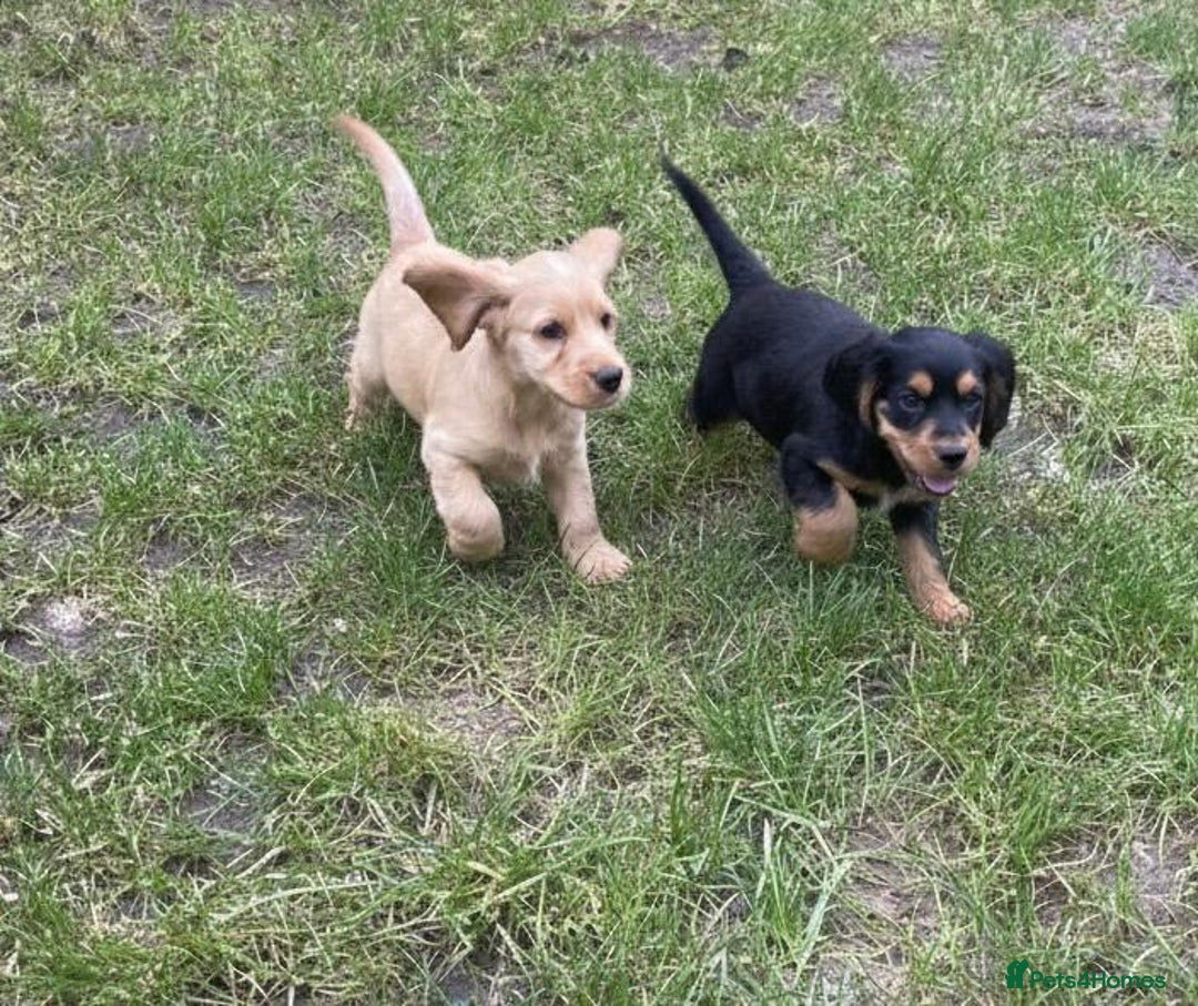 Cocker Spaniel dogs for sale: Cocker Spaniel Puppies  - Advert 2