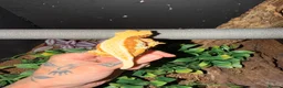 Gecko reptiles for sale: Crested gecko breeding collection  - Advert 3