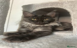 Maine Coon cats for sale: beautiful mainecoon sisters  - Image 13