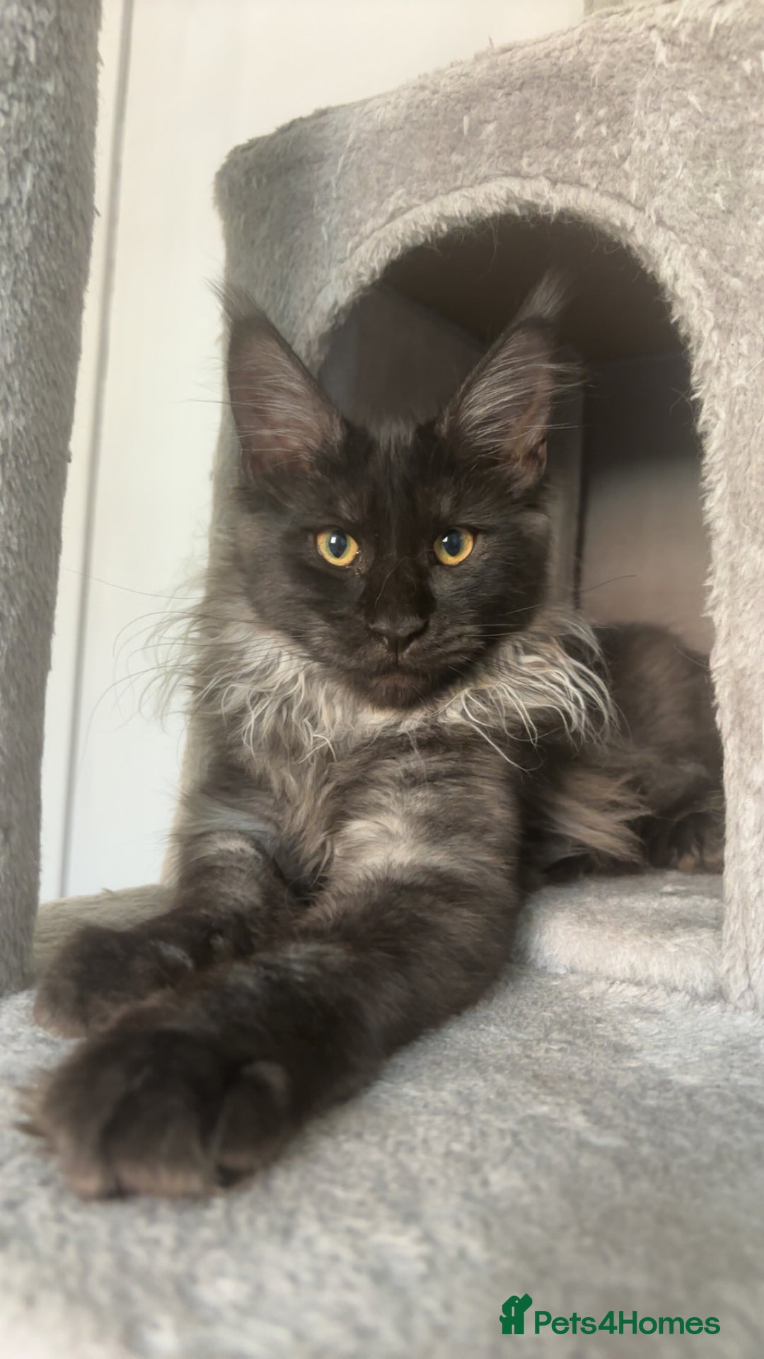 Maine Coon cats for sale: beautiful mainecoon sisters  - Image 13