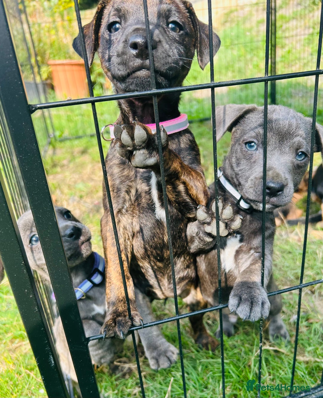 Jack Russell dogs for sale: Blue & Black Brindle Jack Russells - Image 28