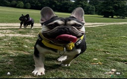 French Bulldog dogs for stud: Cupid 💘, Romeo 💘and Saint 💘for stud - Image 11