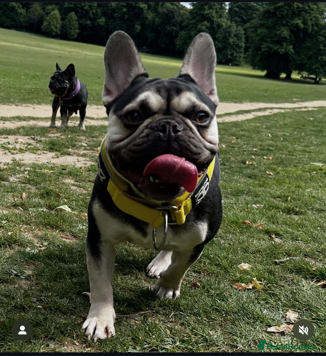 French Bulldog dogs for stud: Cupid 💘, Romeo 💘and Saint 💘for stud - Image 11