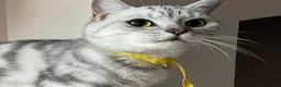 British Shorthair cats for sale: GCCF castrated 💙 BOY and GIRL 🩷 - Advert 4