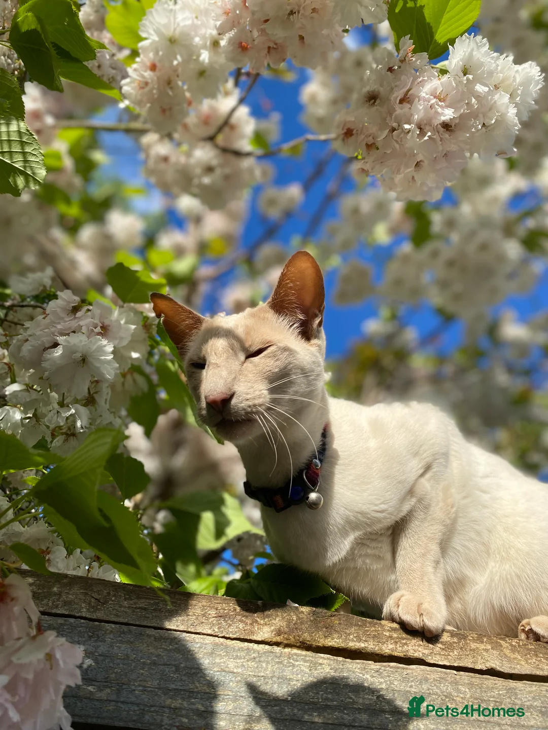 Siamese cats for sale: Coco the Lilac Point Siamese  - Advert 4