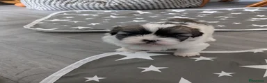 Mixed Breed Puppy 4