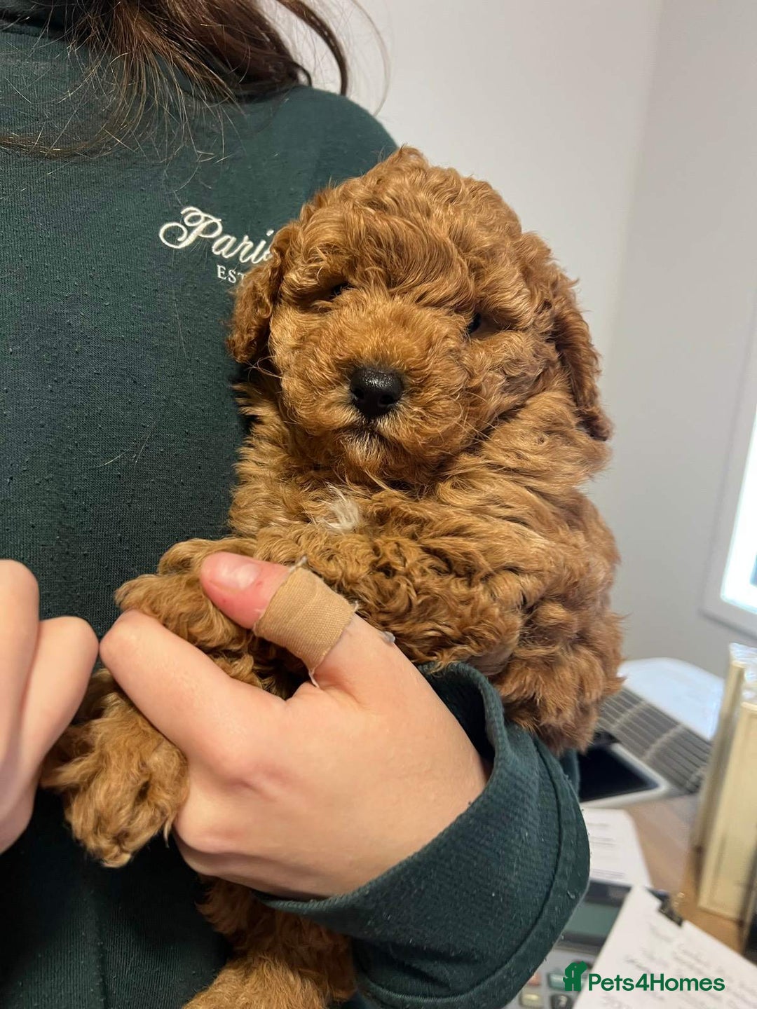 Toy Poodle dogs for sale: Toy Poodle Pups - Ready Now  - Image 2