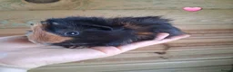 Guinea Pig rodents for sale: 7 beautiful baby guinea pigs for sale - Advert 2