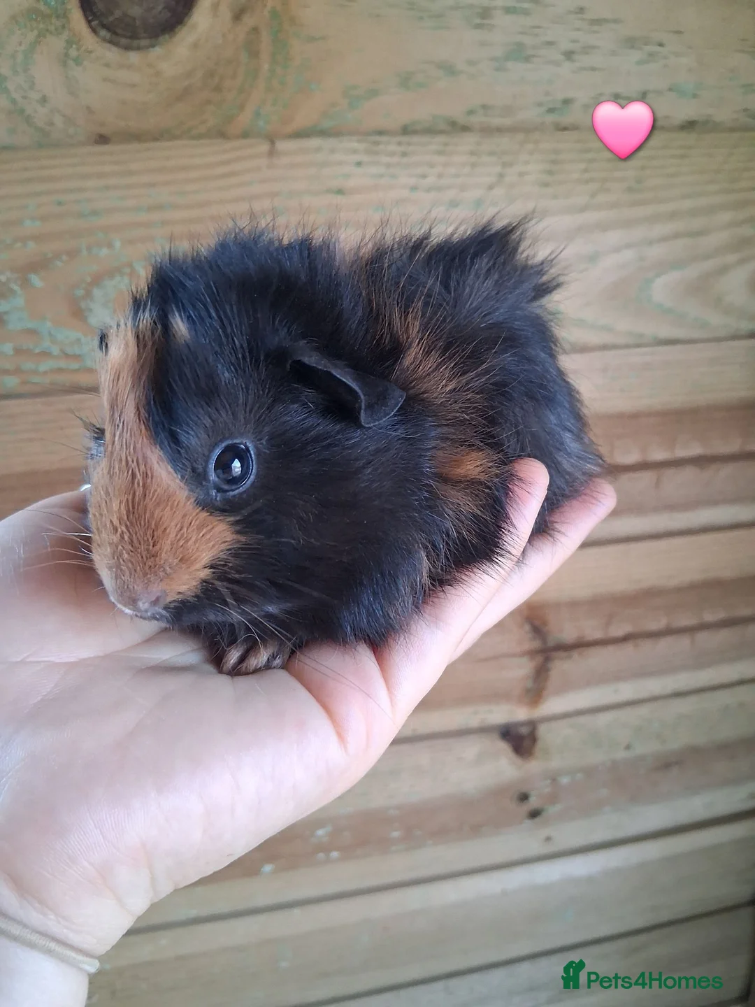 Guinea Pig rodents for sale: 7 beautiful baby guinea pigs for sale - Advert 2