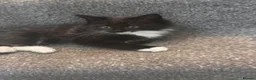 Mixed Breed cats for sale: Three kittens For Sale  in Dagenham - Advert 11