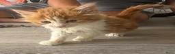 Mixed Breed cats for sale: Beautiful Very Fluffy Kittens for Sale 🐾 - Advert 9