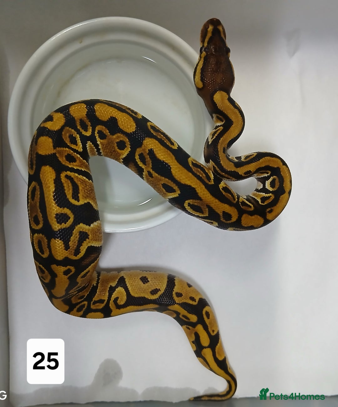 Python Snake reptiles for sale: Hatchling Royal Python's  - Image 16