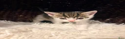 Mixed Breed cats for sale: Beautiful Shirt Hair Kittens - Advert 20