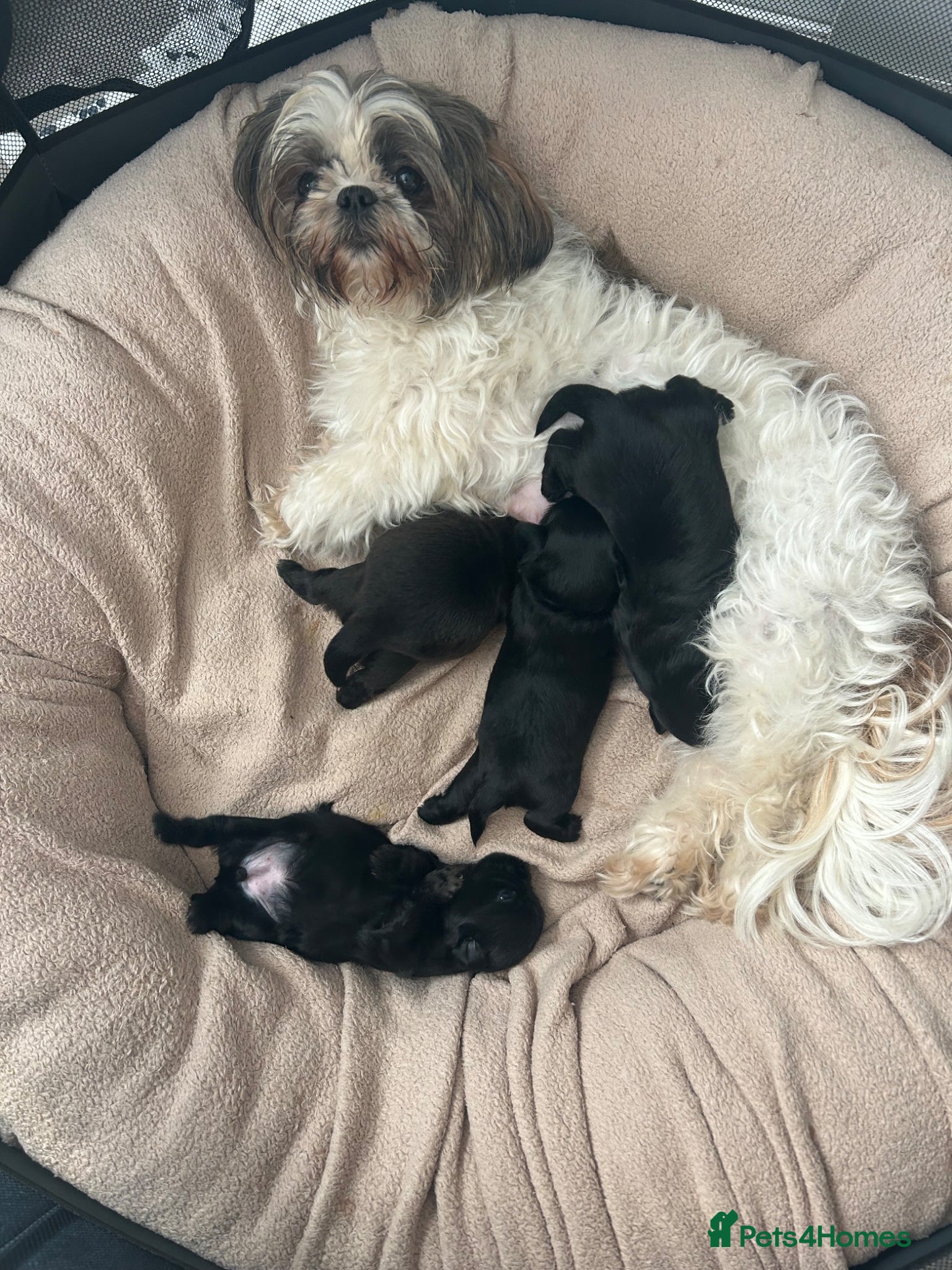 Shih Tzu dogs for sale: Full pedigree imperial Shih ztu - Advert 12