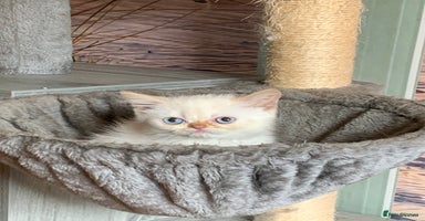 Persian cats - Advert 14