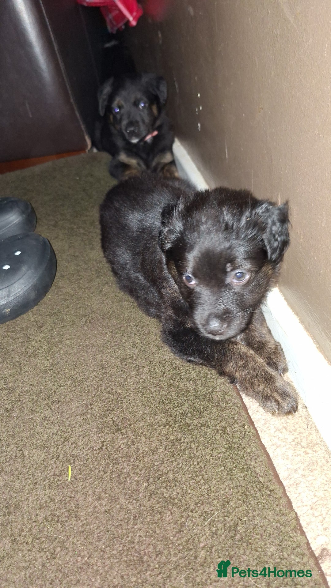 Mixed Breed dogs for sale: Puppies - Advert 11