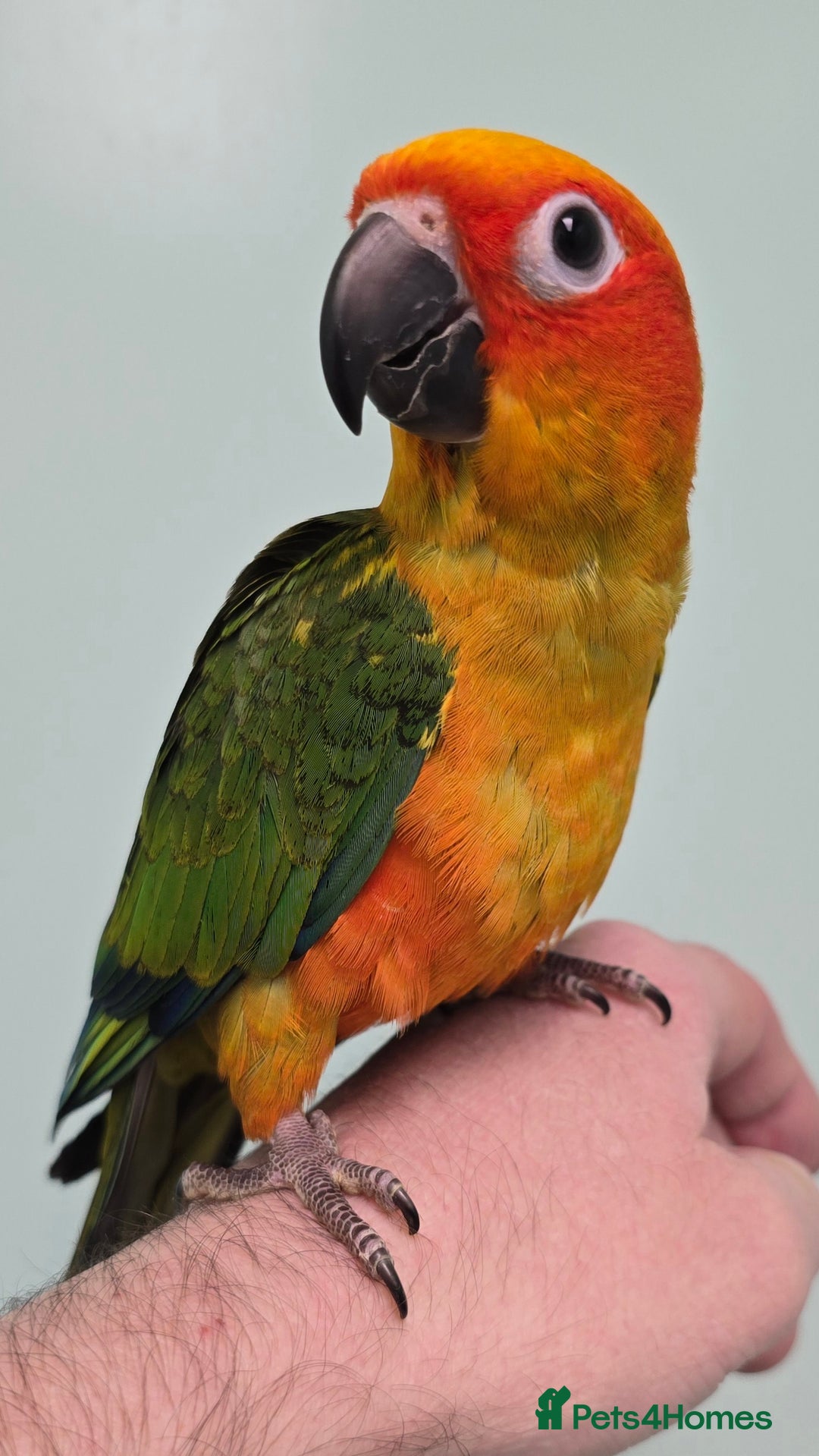 Conures birds for sale: Stunning Handreared Baby Conures!!! - Advert 9