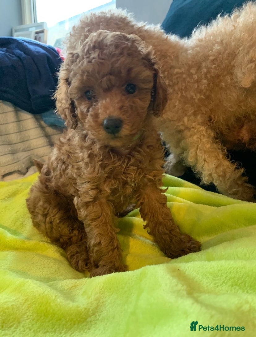 Cavapoo dogs Toy Cavapoo puppies - Advert 18