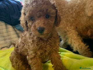 Cavapoo dogs Toy Cavapoo puppies - Advert 18