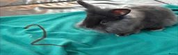 Mixed Breed rabbits for sale: 3 boys for sale  - Advert 4