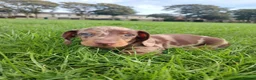Miniature Dachshund dogs for sale: Beautiful Harlequin Dachshund Puppies  in Blackpool - Advert 3