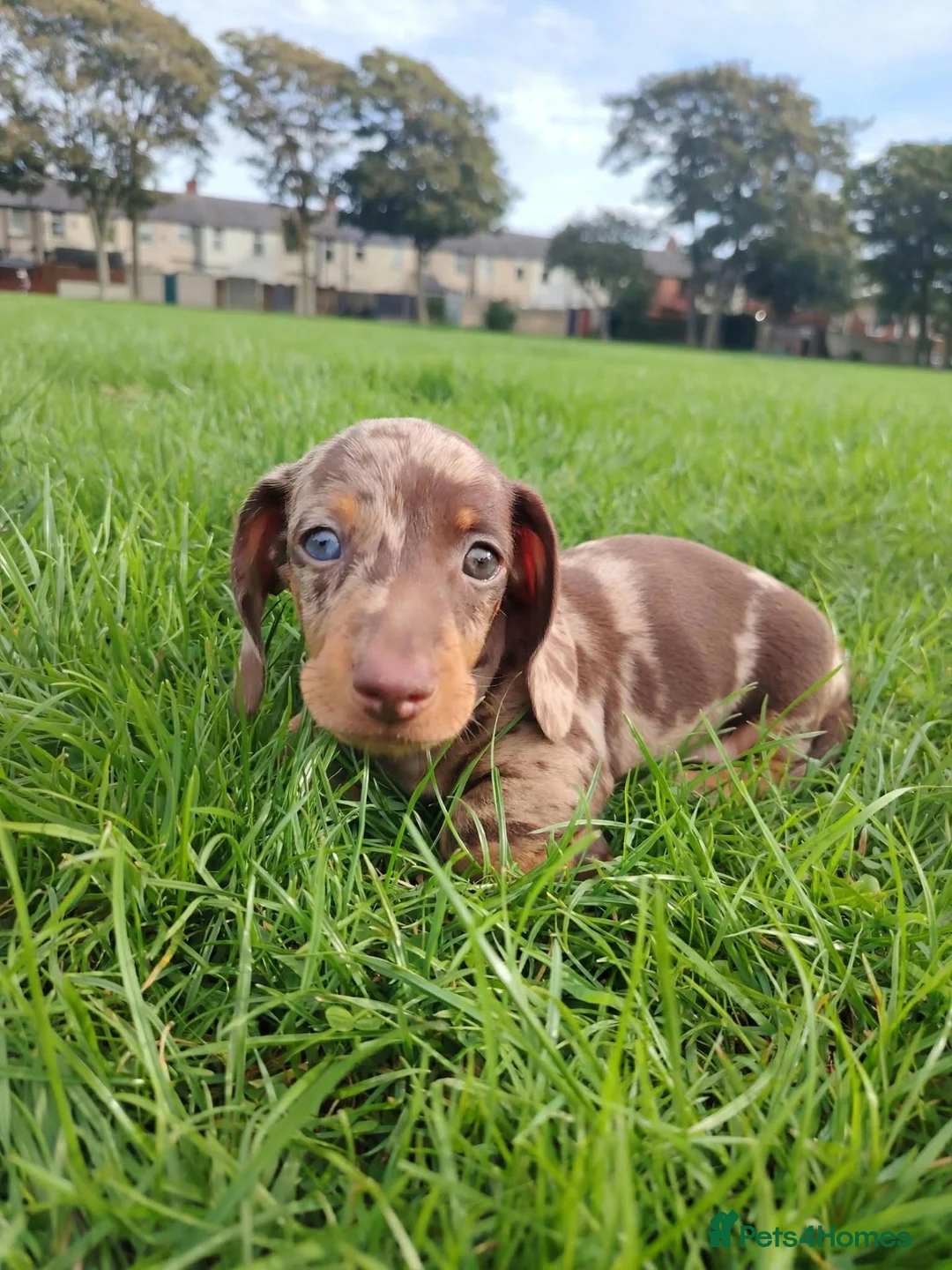 Miniature Dachshund dogs for sale: Beautiful Harlequin Dachshund Puppies  in Blackpool - Advert 3