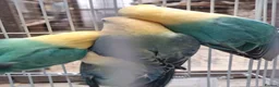 Lovebirds birds for sale: AQUA B1 OPALINE  ficshers  - Advert 7