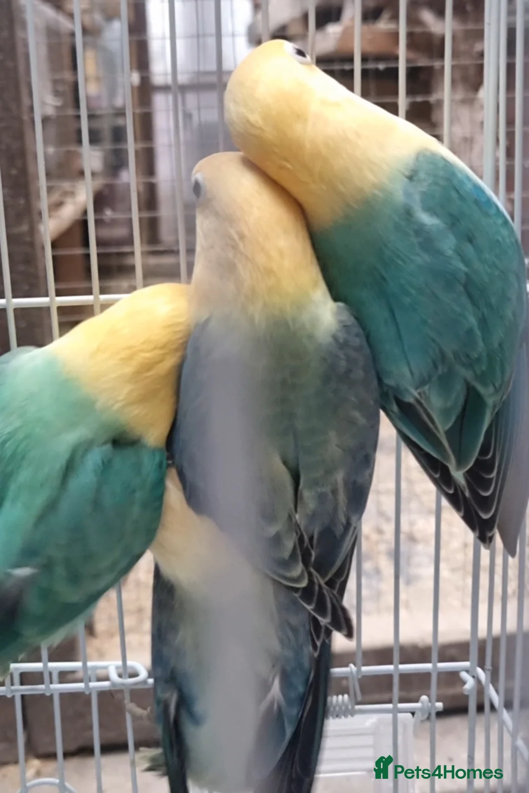 Lovebirds birds for sale: AQUA B1 OPALINE  ficshers  - Advert 7