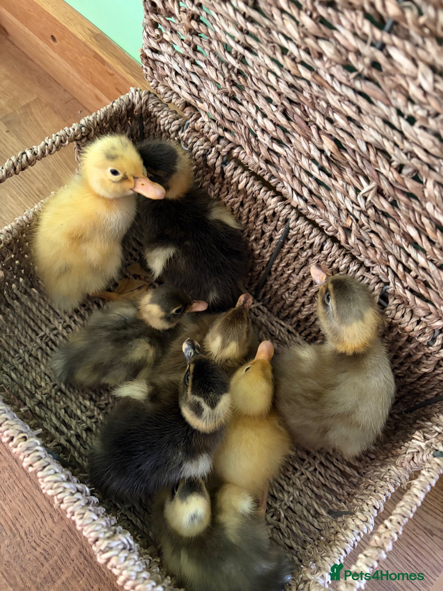 Ducks poultry Indian runner ducklings  - Advert 2