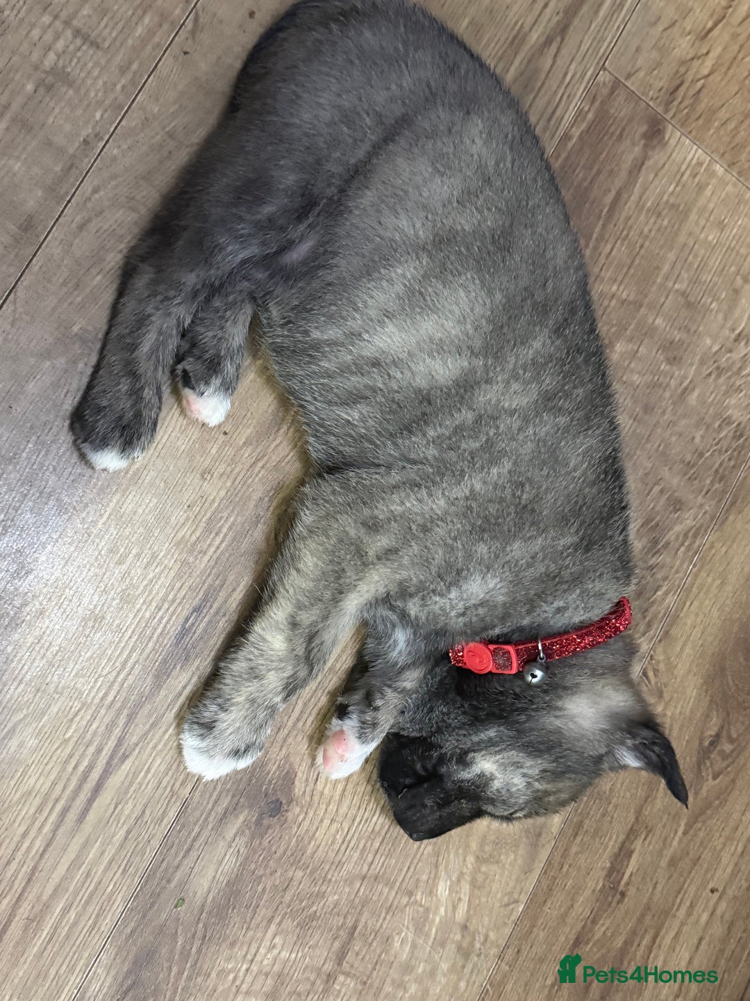 Mixed Breed dogs for sale: Malamute x puppies - Advert 5