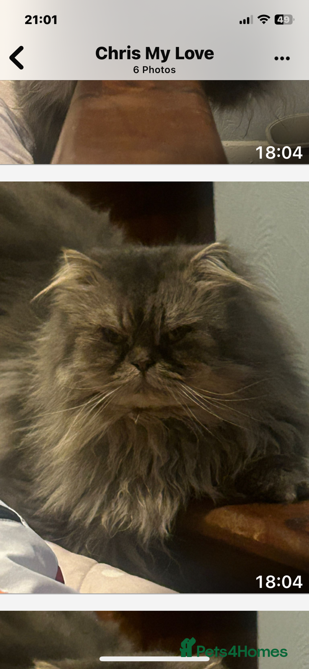 Ragdoll cats for sale: Ragdoll/Persian - Advert 2