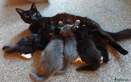 Domestic Shorthair cats for sale: Loving kittens - Image 1
