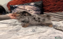 Pomeranian dogs for sale: 2 Stunning Pomeranian Puppies Ready For Homing Now - Image 8