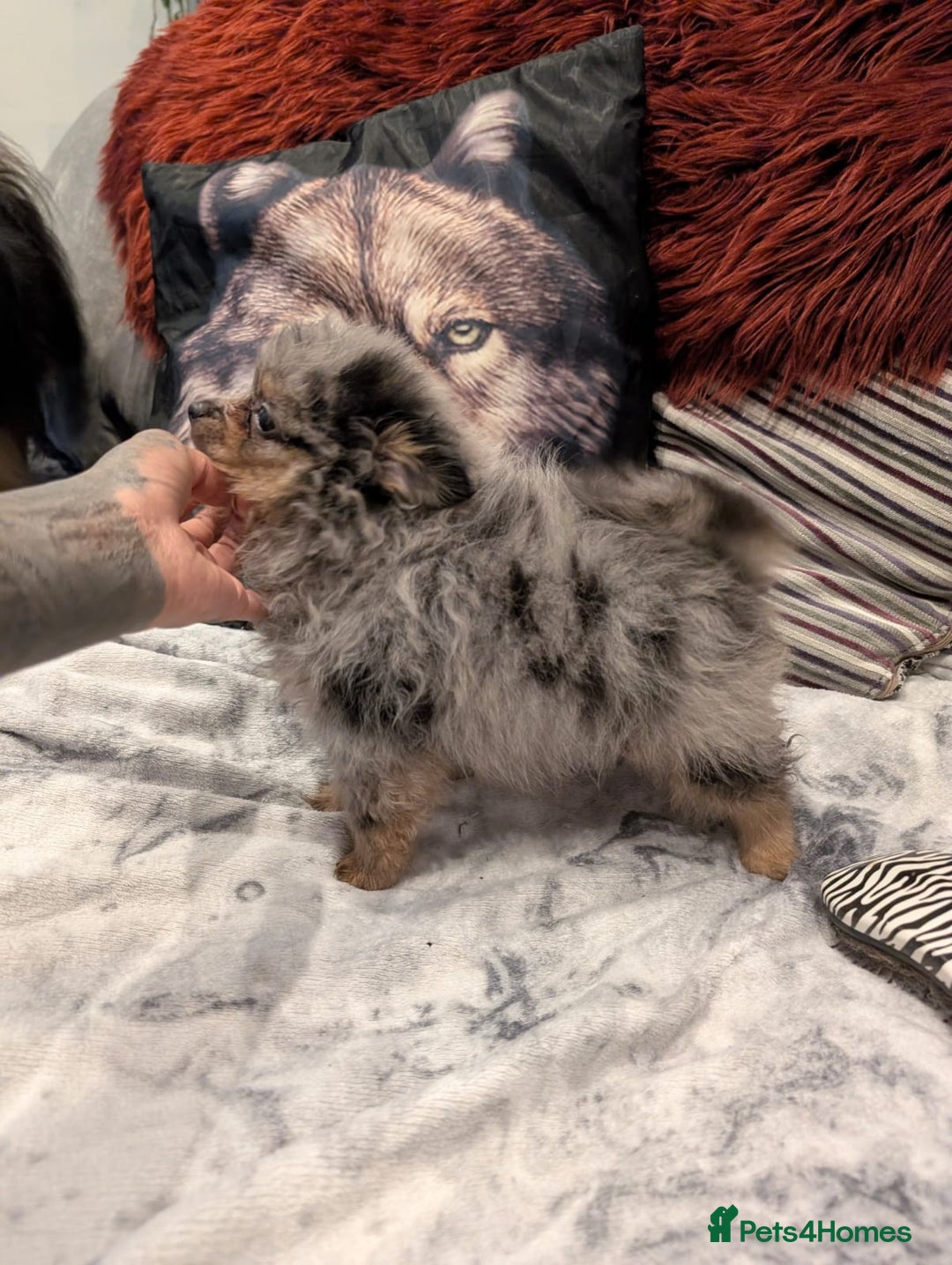 Pomeranian dogs for sale: 2 Stunning Pomeranian Puppies Ready For Homing Now - Image 8