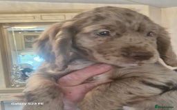 Cocker Spaniel dogs for sale: Cocker Spaniel puppies  - Image 22