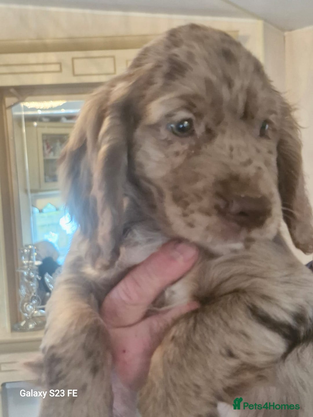 Cocker Spaniel dogs for sale: Cocker Spaniel puppies  - Image 22