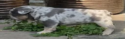 French Bulldog dogs for sale: QUALITY HEALTH TESTED FRENCH BULLDOG PUPPIES  - Advert 5
