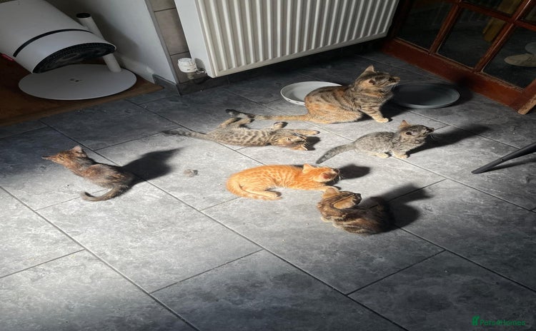 Bengal cats - Advert 1