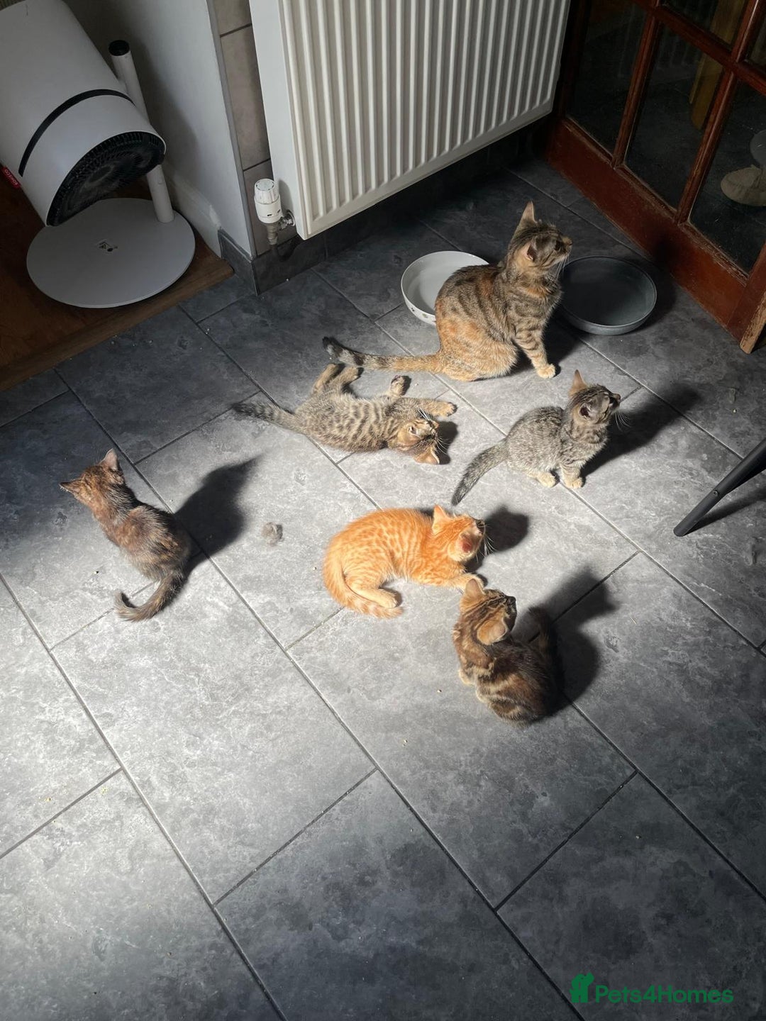 Bengal cats for sale: Gorgeous Bengal / Persian X kittens - Image 1