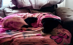 Rottweiler dogs for sale: 1 year old Rottweiler girl  - Image 2