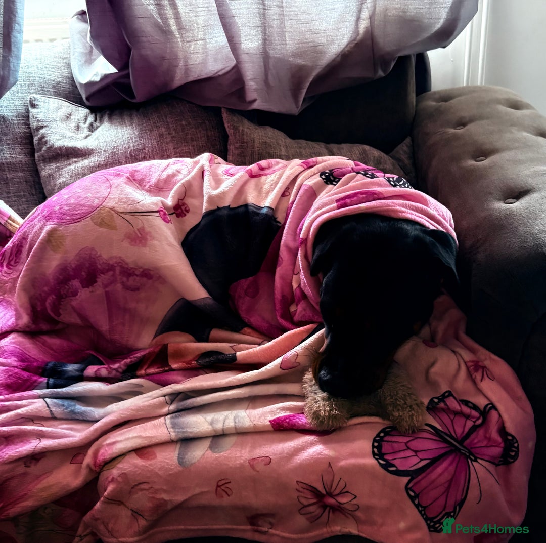 Rottweiler dogs for sale: 1 year old Rottweiler girl  - Image 2