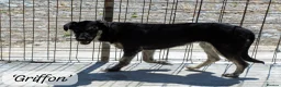 Mixed Breed dogs for adoption: Griffon, 7-8 months approx. Available for adoption in Brixham - Advert 2