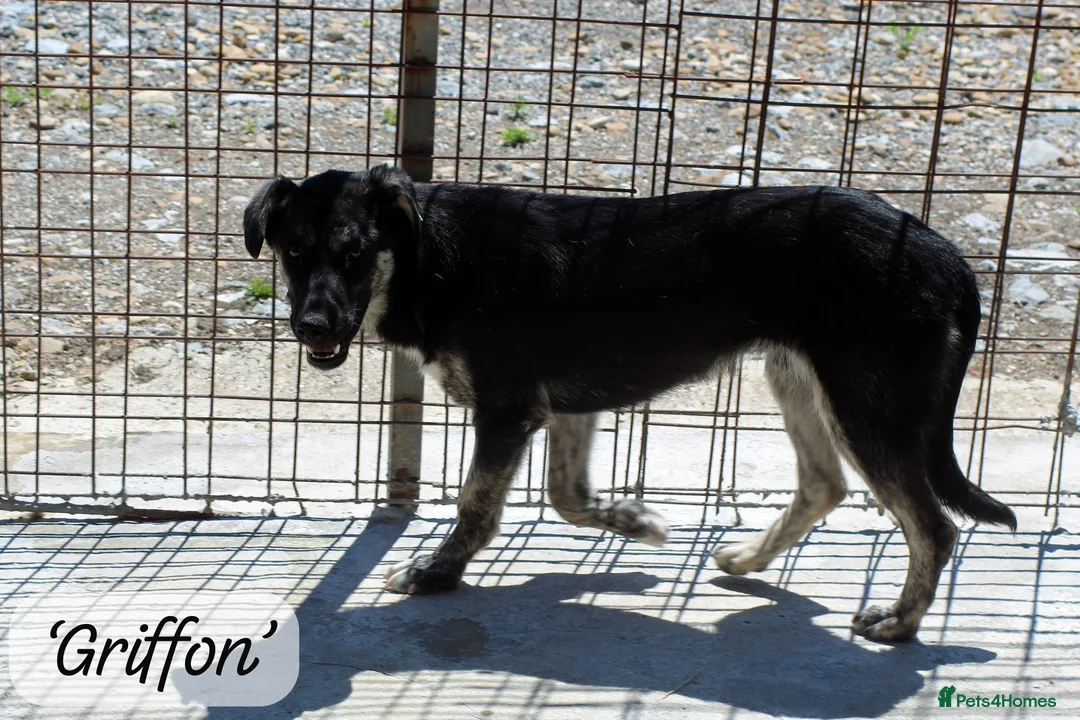 Mixed Breed dogs for adoption: Griffon, 7-8 months approx. Available for adoption in Brixham - Advert 2